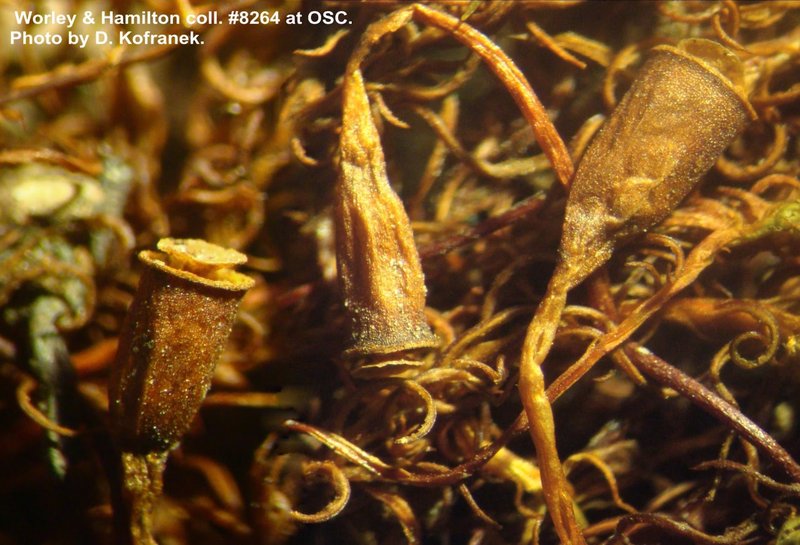 Lescur's Bartramiopsis Moss photo 3