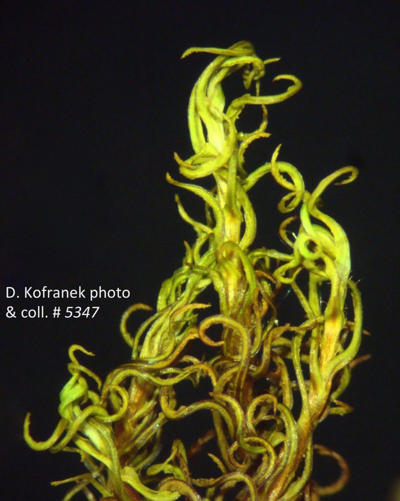 Lescur's Bartramiopsis Moss photo 4