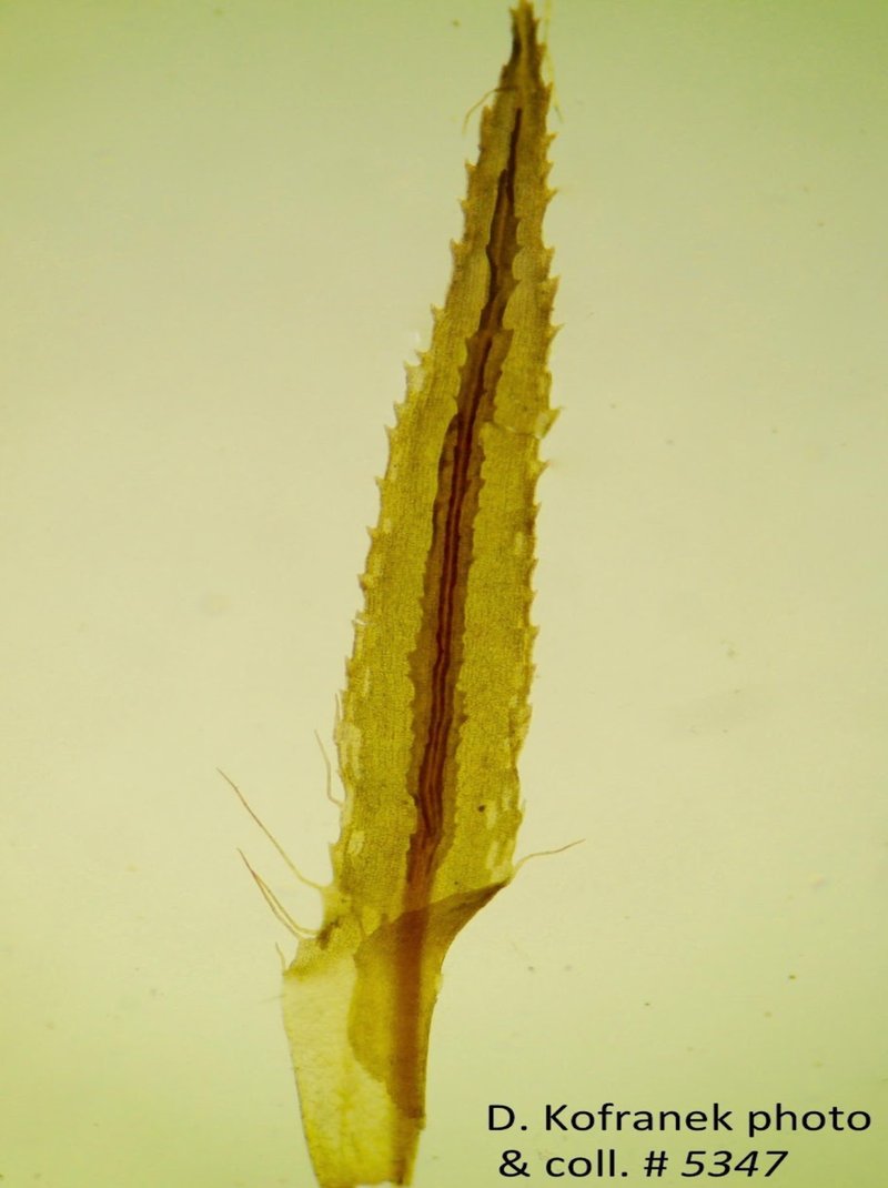 Lescur's Bartramiopsis Moss photo 5