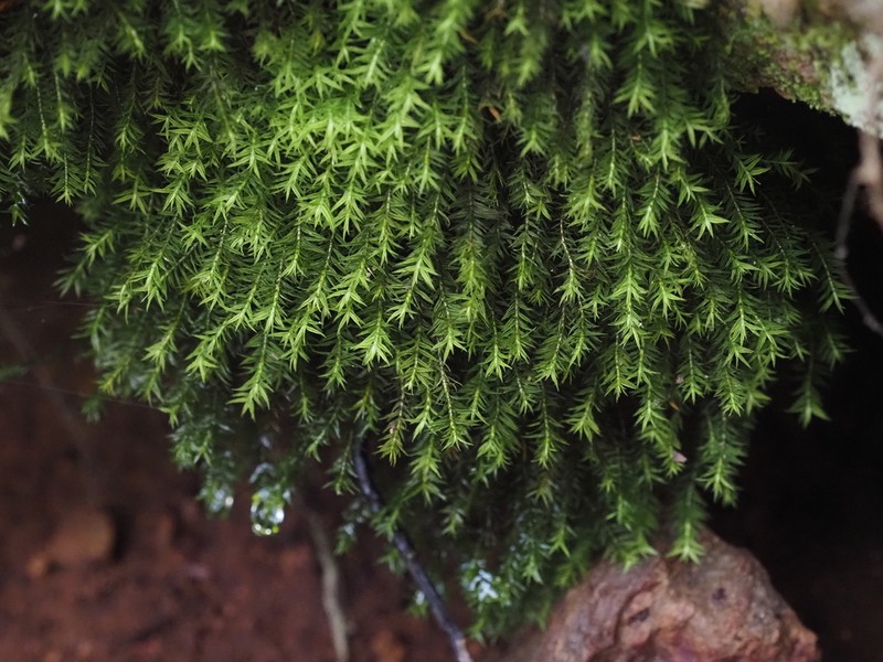 Lescur's Bartramiopsis Moss photo 6