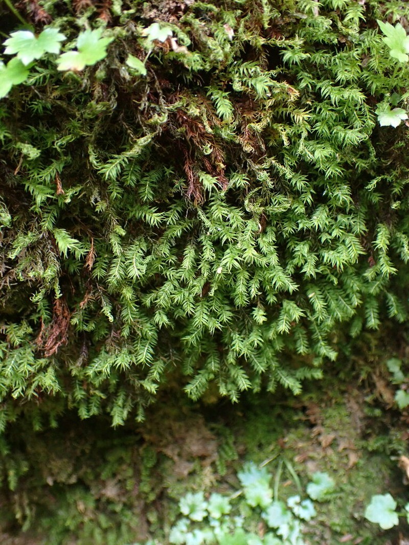 Lescur's Bartramiopsis Moss photo 7