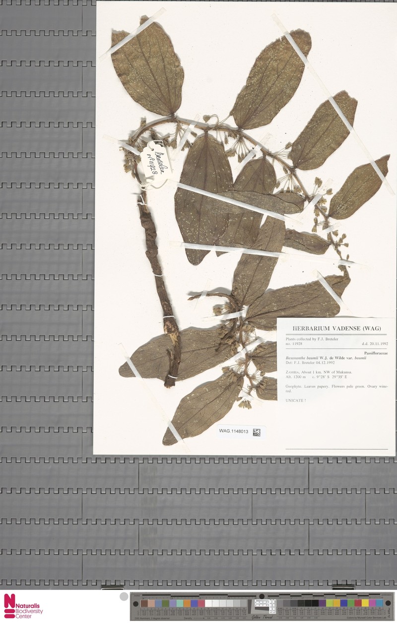 Basananthe baumii var. baumii