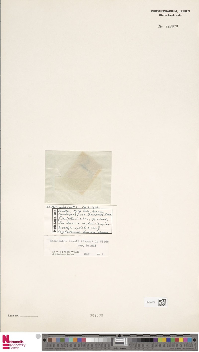 Basananthe baumii var. baumii photo 2