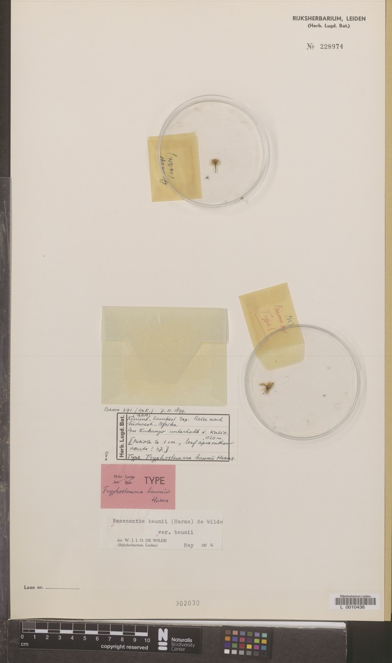 Basananthe baumii var. baumii photo 3