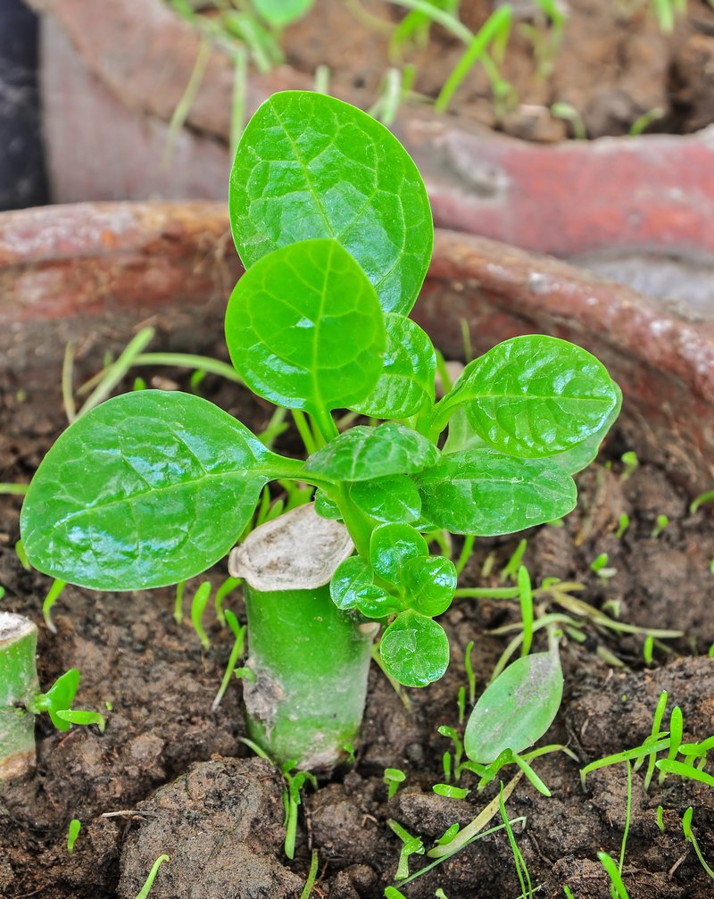 Ceylon Spinach photo 2