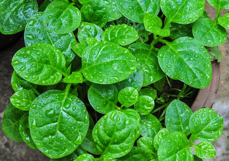 Ceylon Spinach photo 3