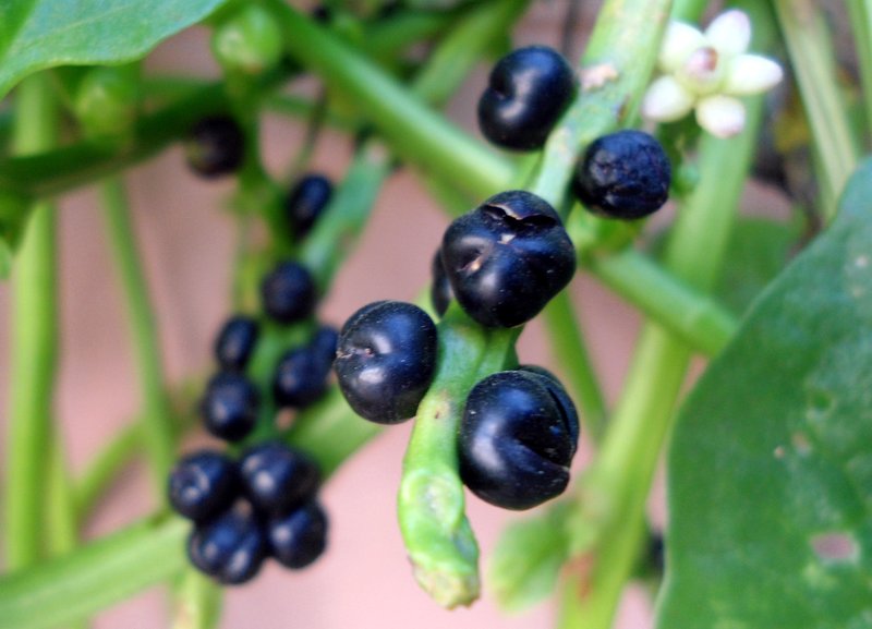 Ceylon Spinach photo 4