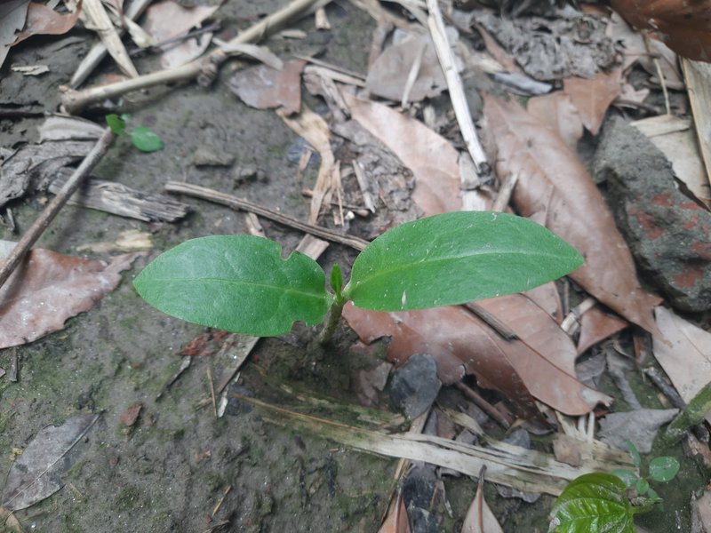Ceylon Spinach photo 5
