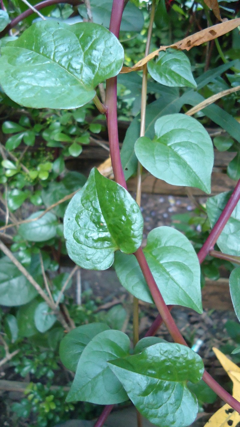 Ceylon Spinach photo 6