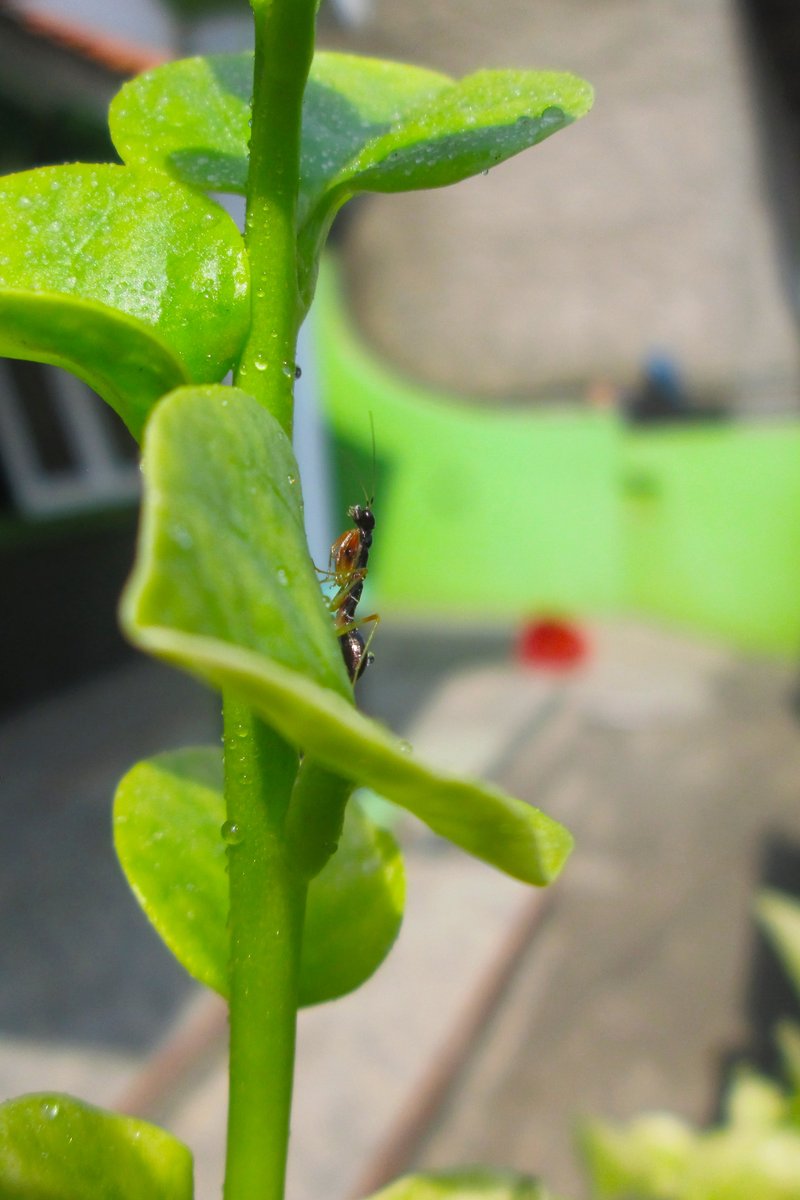 Ceylon Spinach photo 8