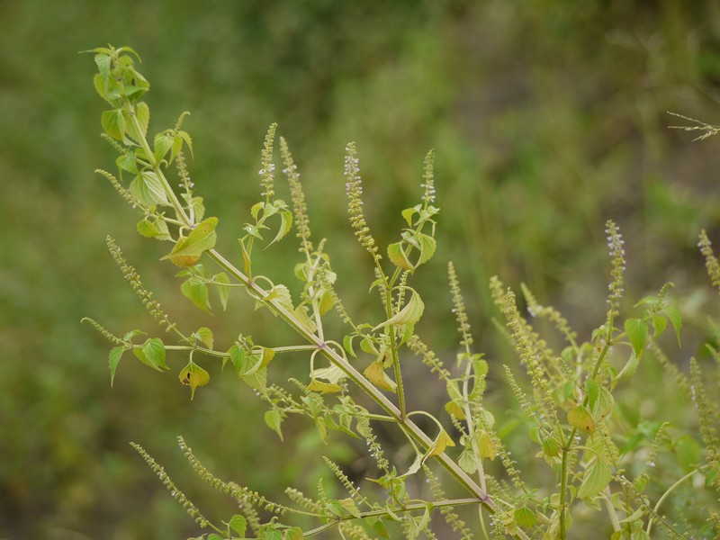Basilicum polystachyon