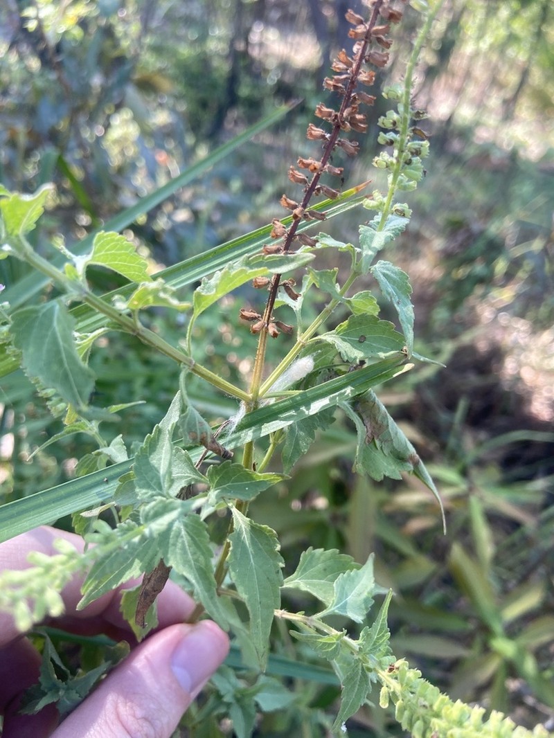 Basilicum polystachyon photo 2
