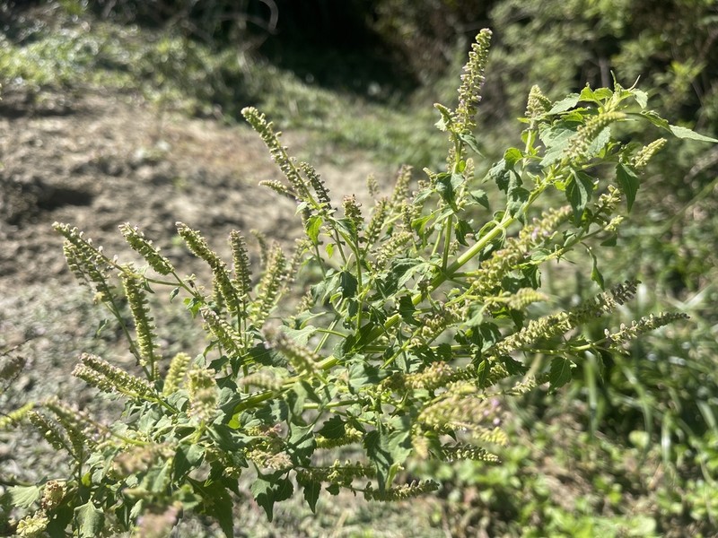 Basilicum polystachyon photo 3