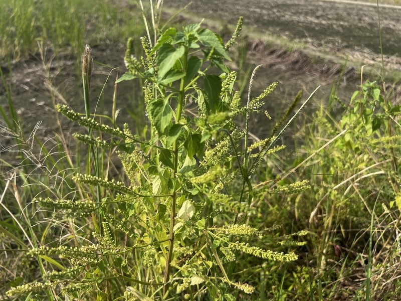 Basilicum polystachyon photo 5