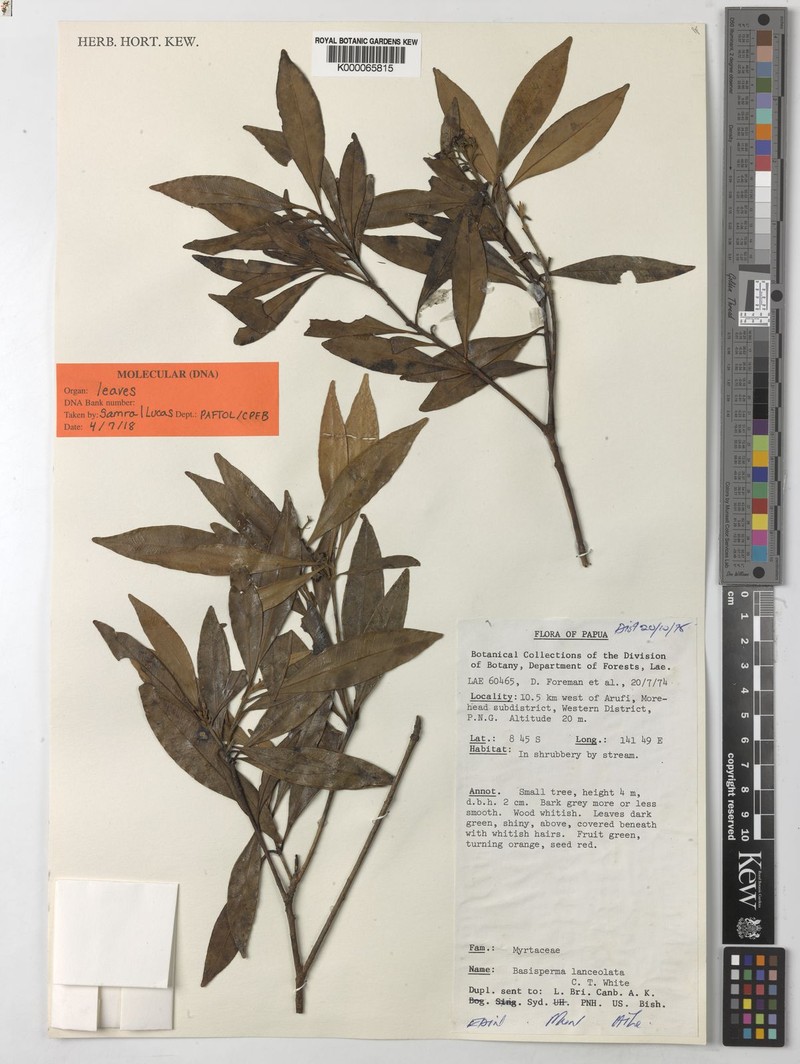 Basisperma lanceolata