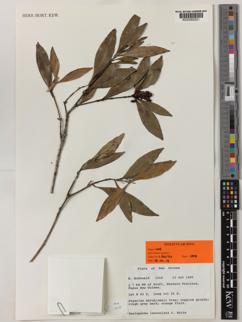 Basisperma lanceolata photo 2