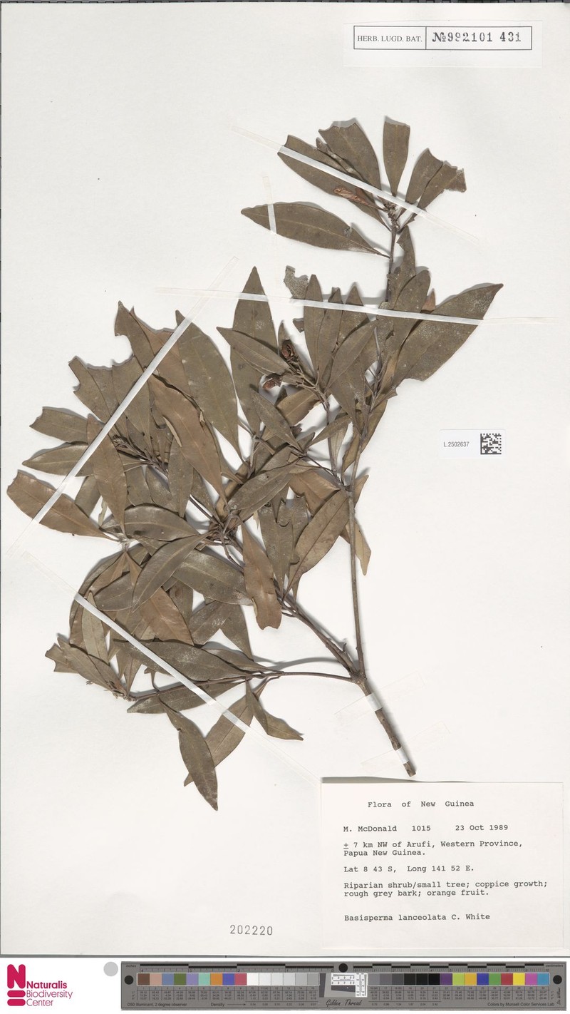 Basisperma lanceolata photo 3