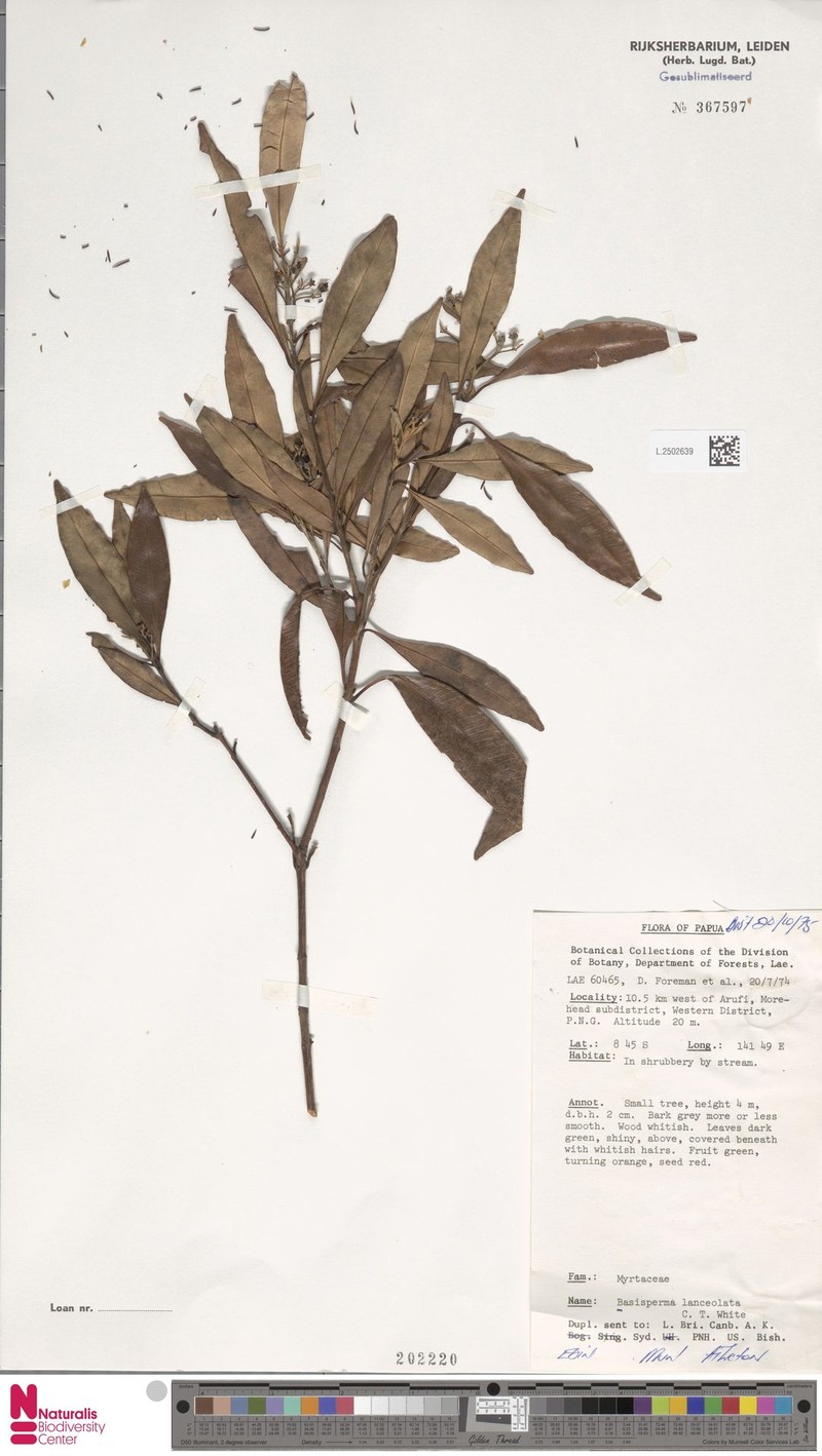 Basisperma lanceolata photo 4