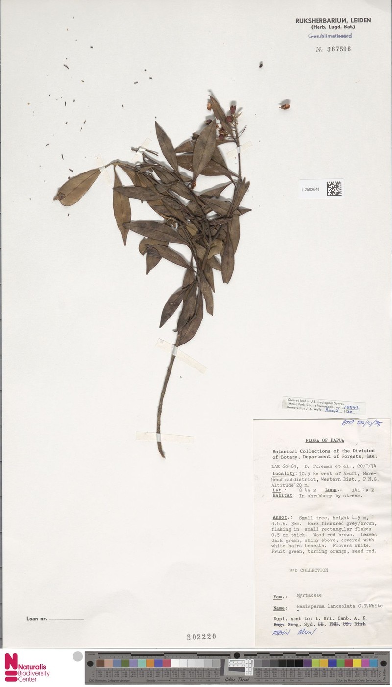 Basisperma lanceolata photo 5
