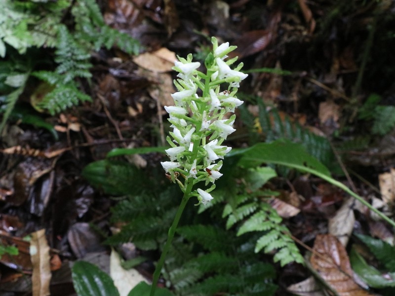 Baskervilla auriculata