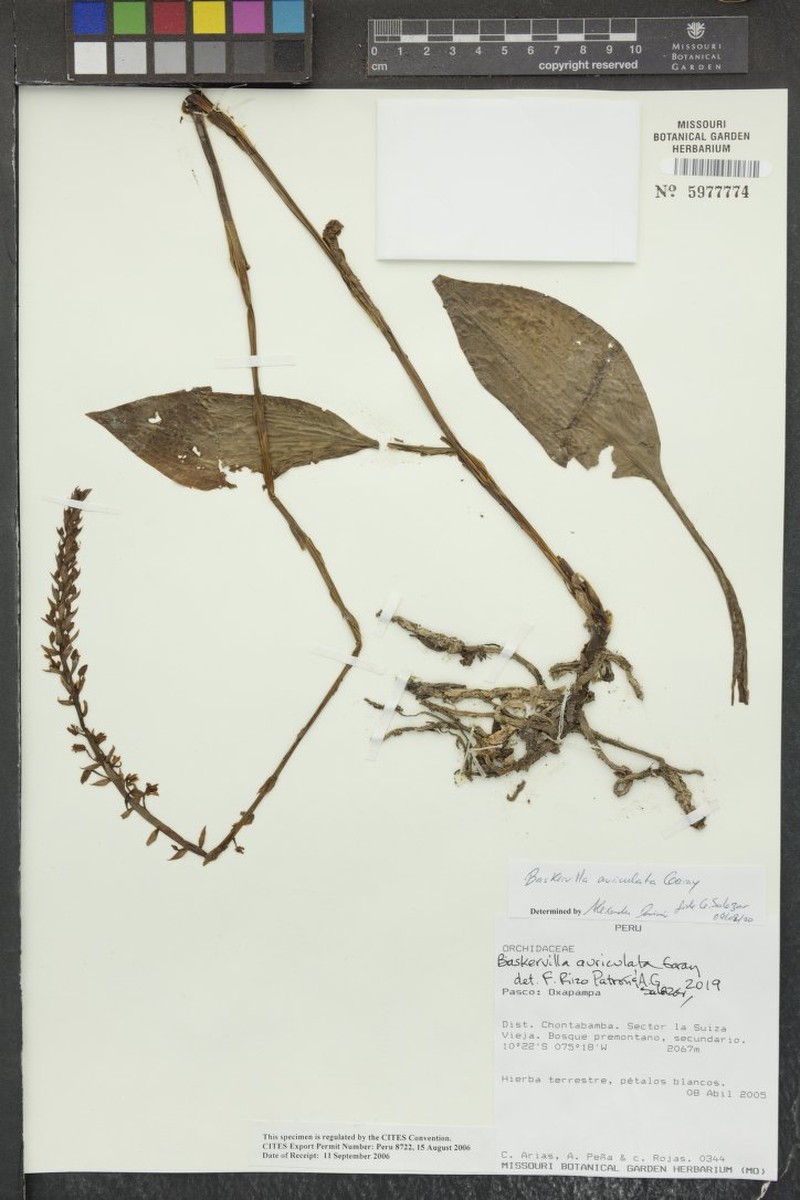 Baskervilla auriculata photo 2