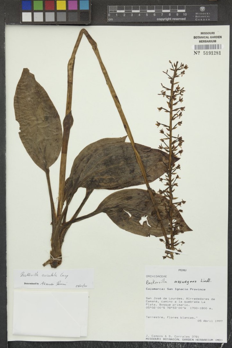Baskervilla auriculata photo 3