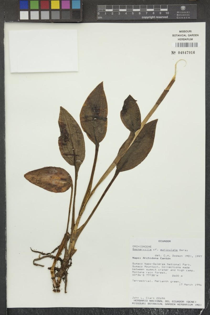 Baskervilla auriculata photo 4