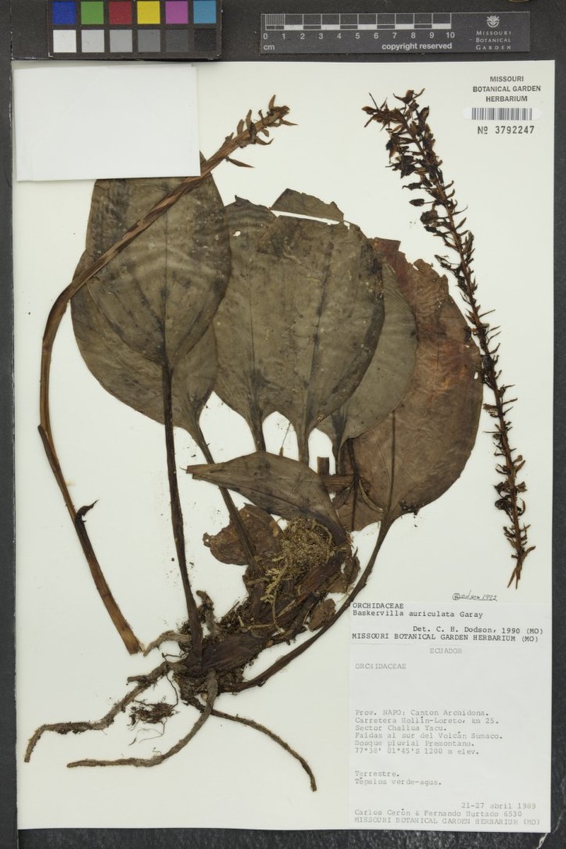 Baskervilla auriculata photo 5