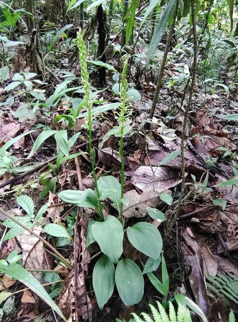 Baskervilla colombiana photo 3