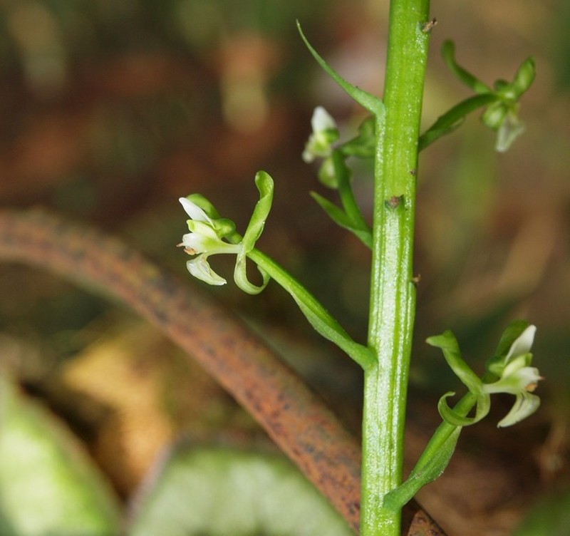 Baskervilla colombiana