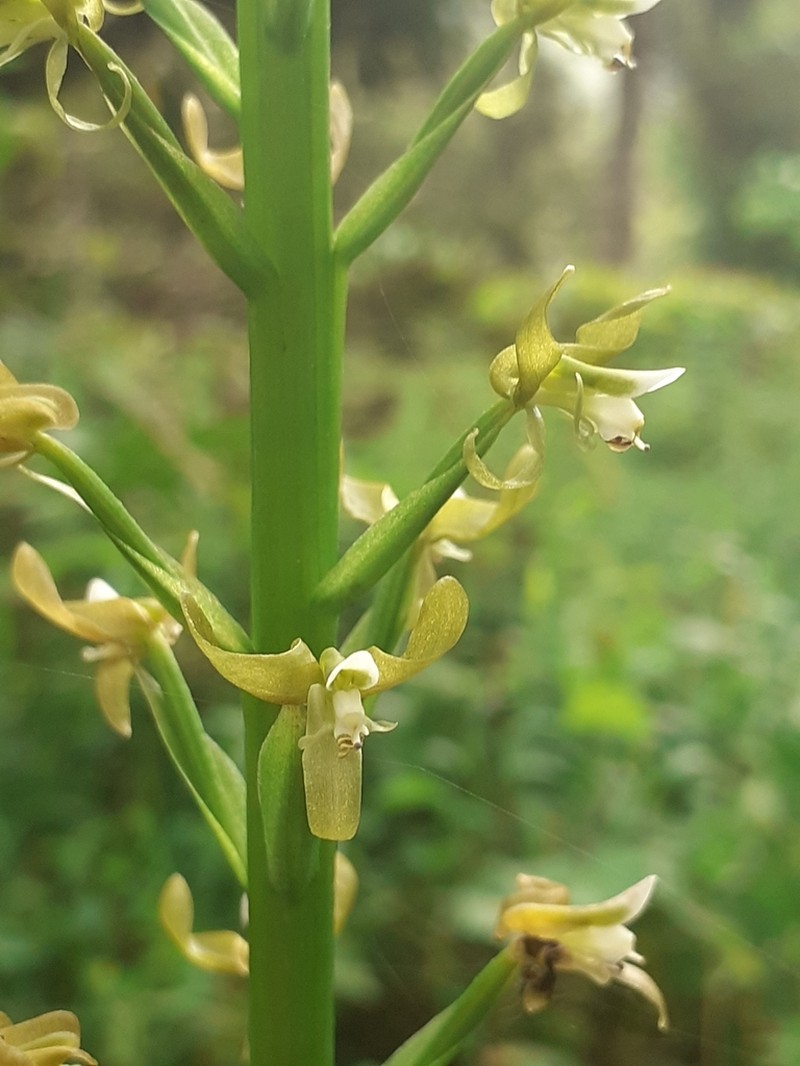 Baskervilla machupicchuensis