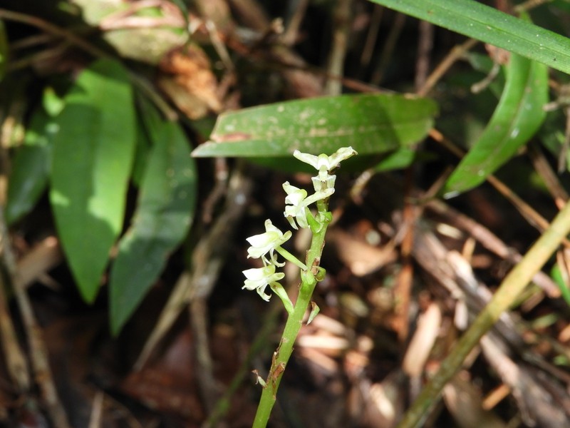 Baskervilla paranaensis