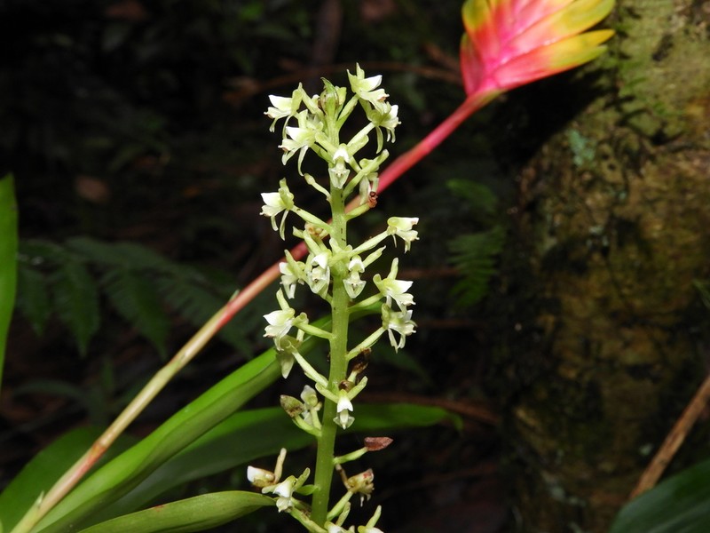 Baskervilla paranaensis photo 2
