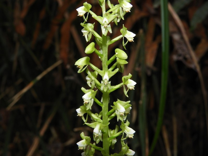 Baskervilla paranaensis photo 3