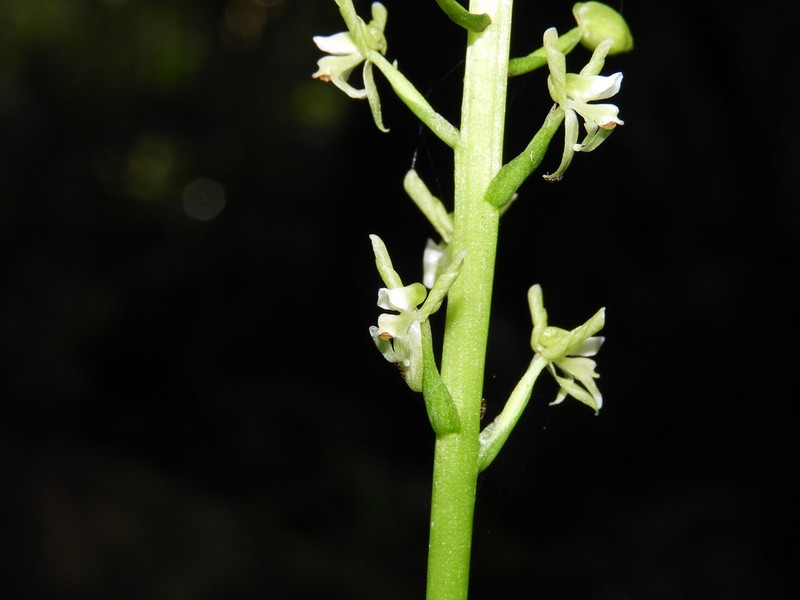 Baskervilla paranaensis photo 4