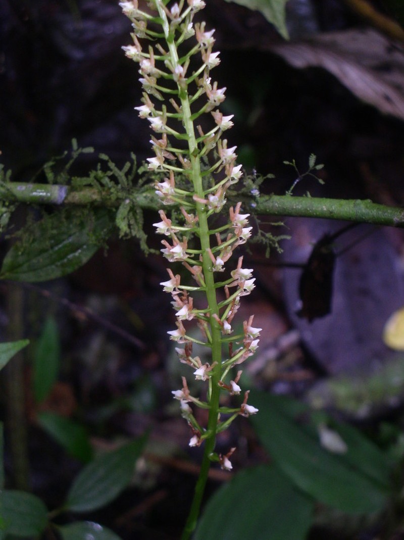 Baskervilla paranaensis photo 5