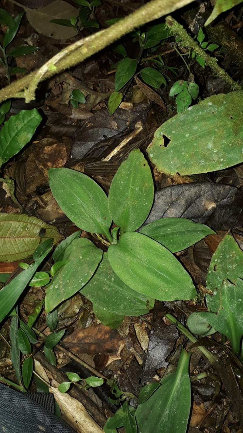 Baskervilla paranaensis photo 6