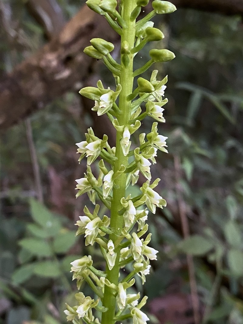 Baskervilla paranaensis photo 7