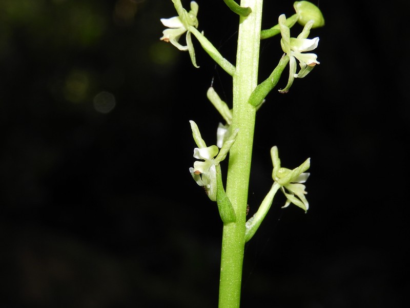 Baskervilla paranaensis photo 8