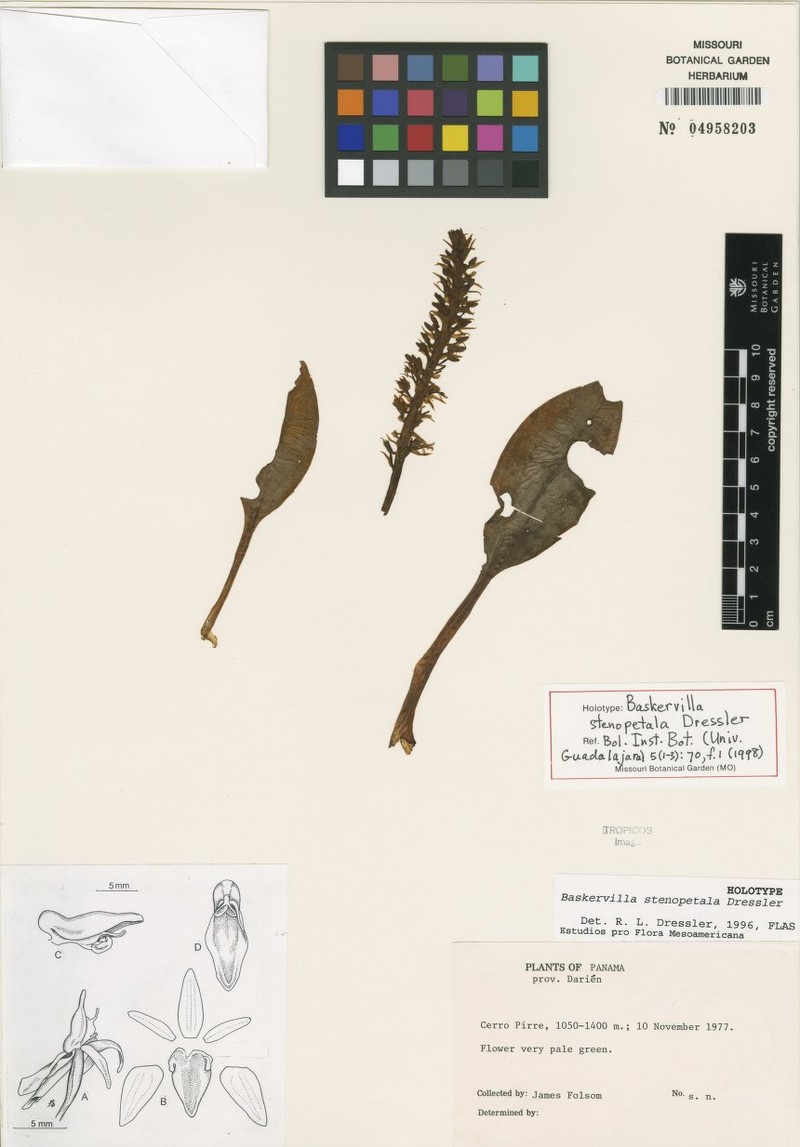 Baskervilla stenopetala