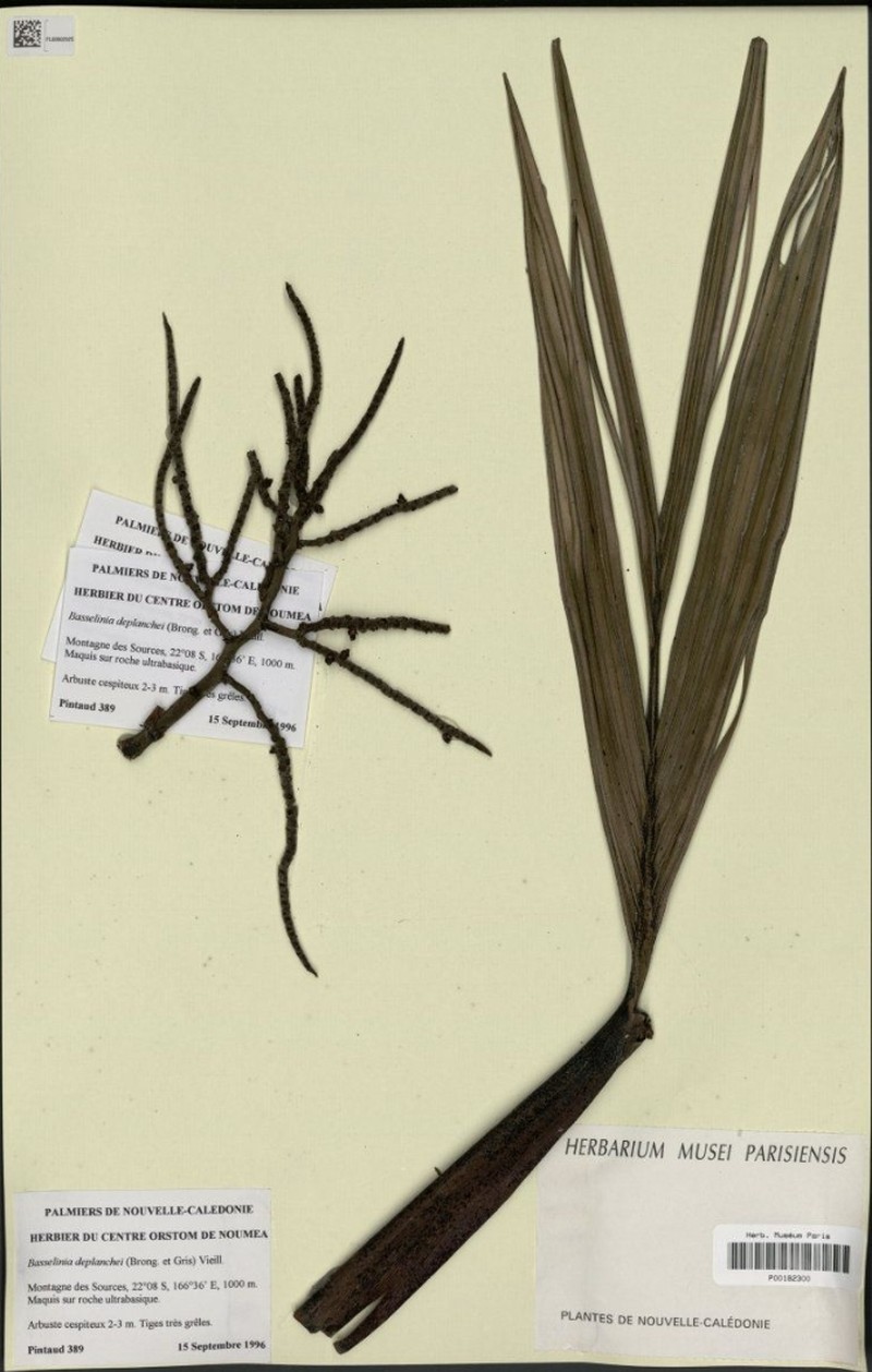 Basselinia deplanchei