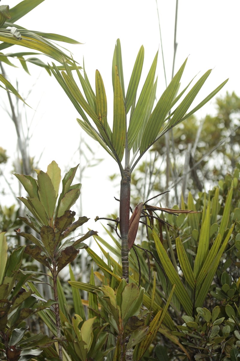 Basselinia deplanchei photo 5