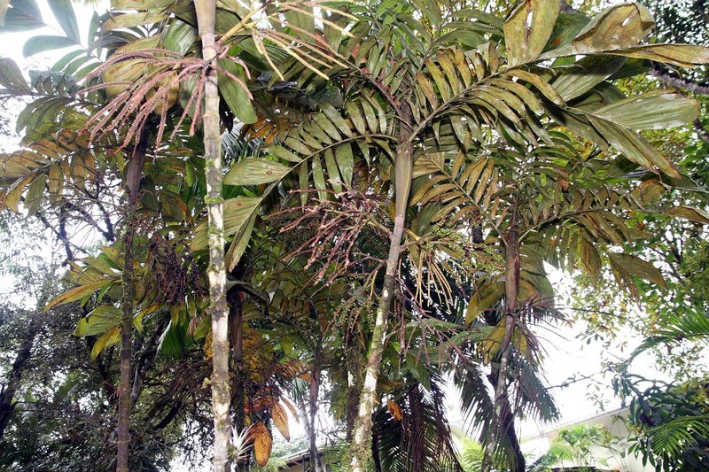 Basselinia eriostachys