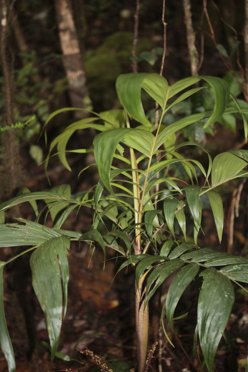 Basselinia eriostachys photo 2