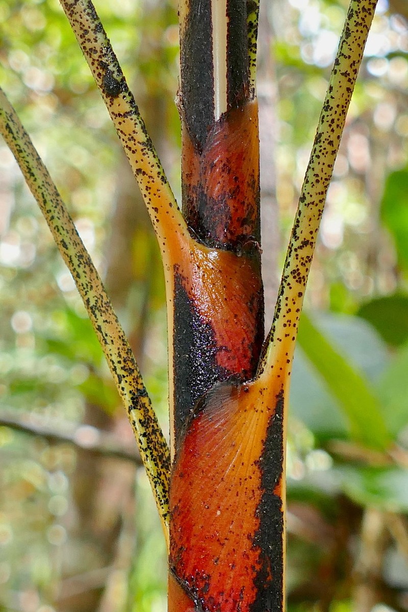 Basselinia eriostachys photo 3