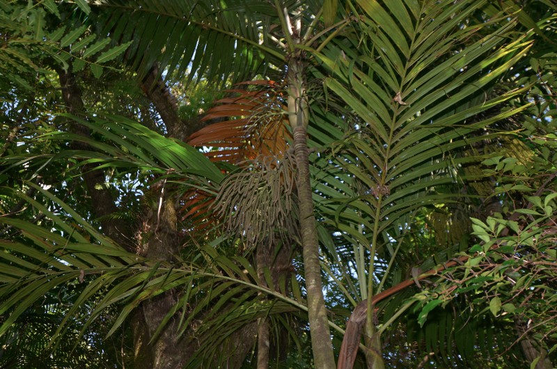 Basselinia glabrata photo 3