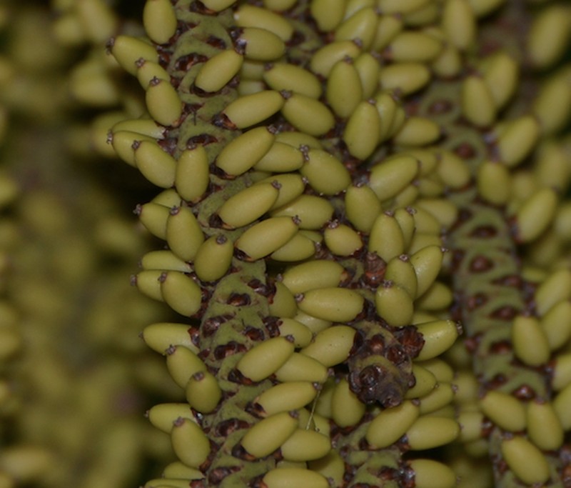 Basselinia glabrata photo 5