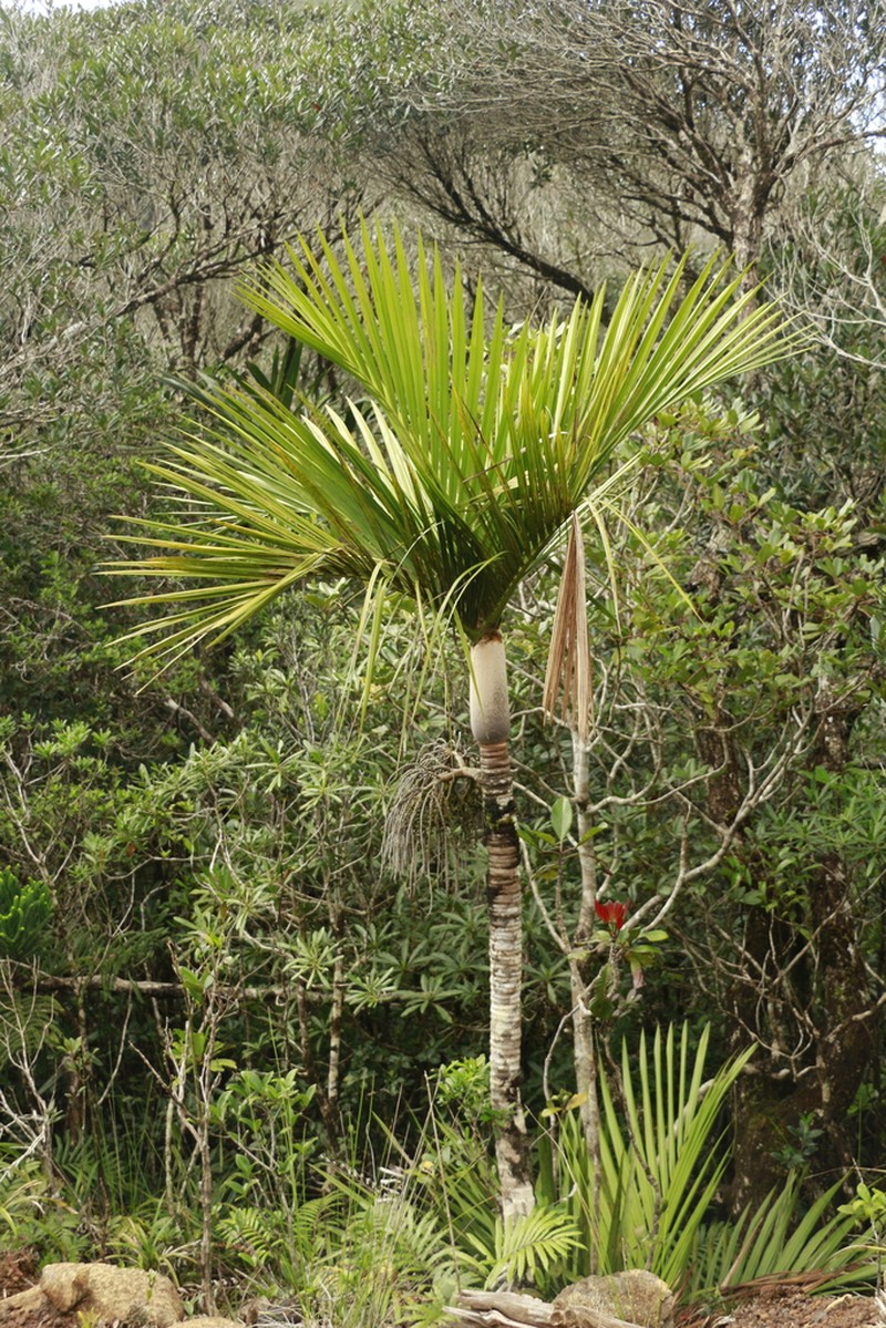 Basselinia humboldtiana photo 3