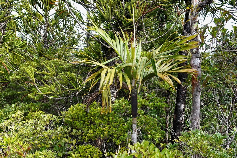Basselinia pancheri photo 4