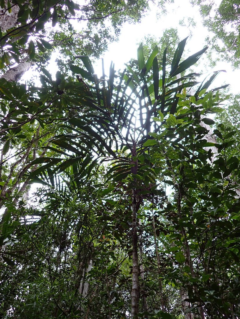 Basselinia pancheri photo 5